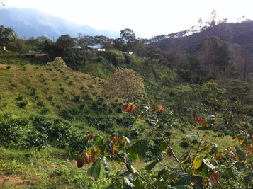 Coffee plantation in Honduras