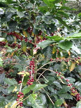 Coffee berries on tree